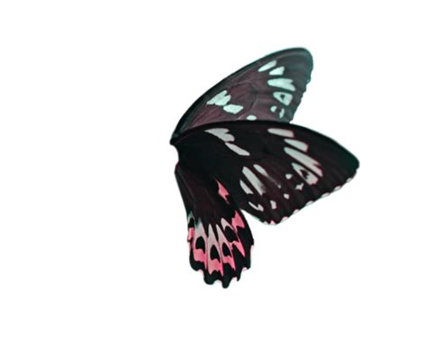 🥇 Image Of Animal Nature Overlay Insect Butterfly Png Butterfly 【free