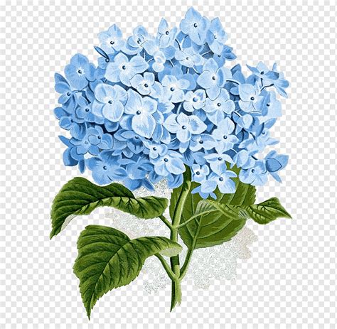 Details Imagen Hortensia Flor Azul Abzlocal Mx