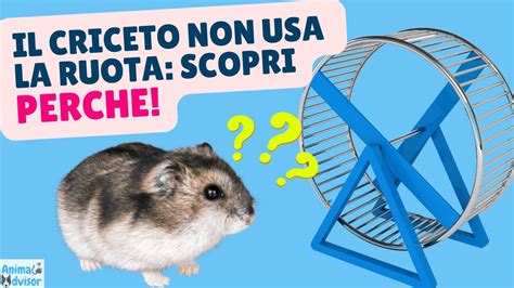 Ecco Perch Il Tuo Criceto Non Va Sulla Ruota Tutti I Motivi Youtube