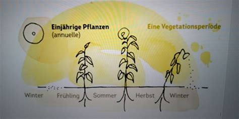 Techno Lebensdauer Und Wuchsformen Von Pflanzen Karteikarten Quizlet