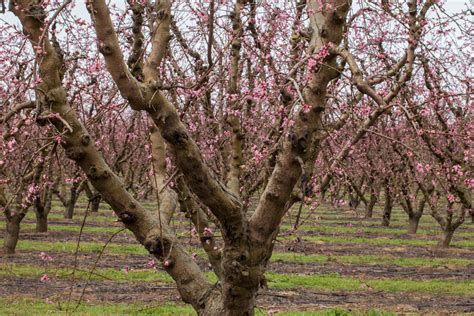 Pruning Our Lives: The Parable of the Peach Tree - Home Baked Joy