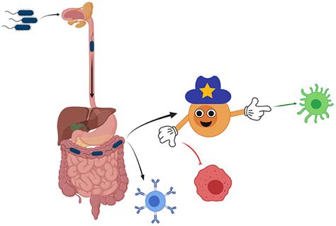 How Do Gut Bacteria Regulate Our Immune System · Frontiers For Young Minds