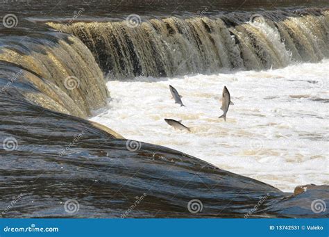 Spawning fish stock image. Image of salmon, reserve, large - 13742531