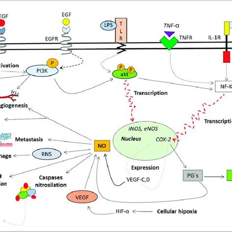 Nitric Oxide And Signaling Pathways Synthesis Of Nitric Oxide And