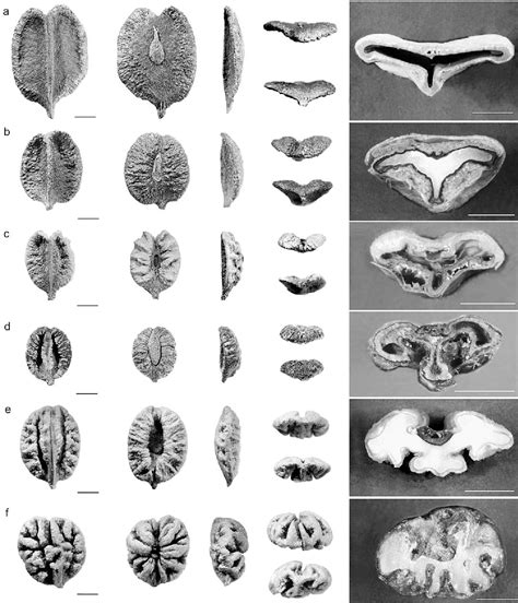 Figure From Seed Morphology Of Modern And Fossil Ampelocissus