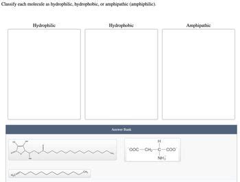 Answered Classify Each Molecule As Hydrophilic Hydrophobic Or