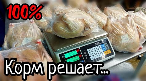 Чем кормить бройлеров для ЛУЧШЕГО РЕЗУЛЬТАТА? Экономим и зарабатываем ...