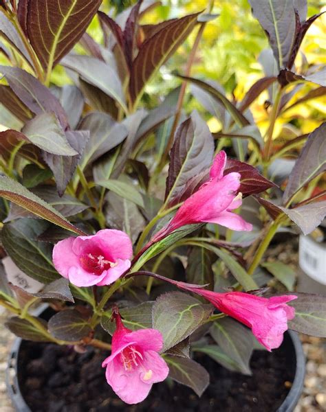 Weigela Purpurea Group Trees And Shrubs Online