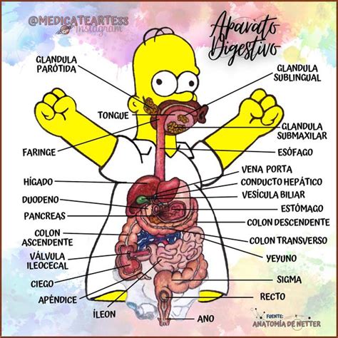 ANATOMIA UDocz