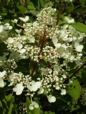 HYDRANGEA Paniculata Wim S Red Provender Nurseries Wholesale