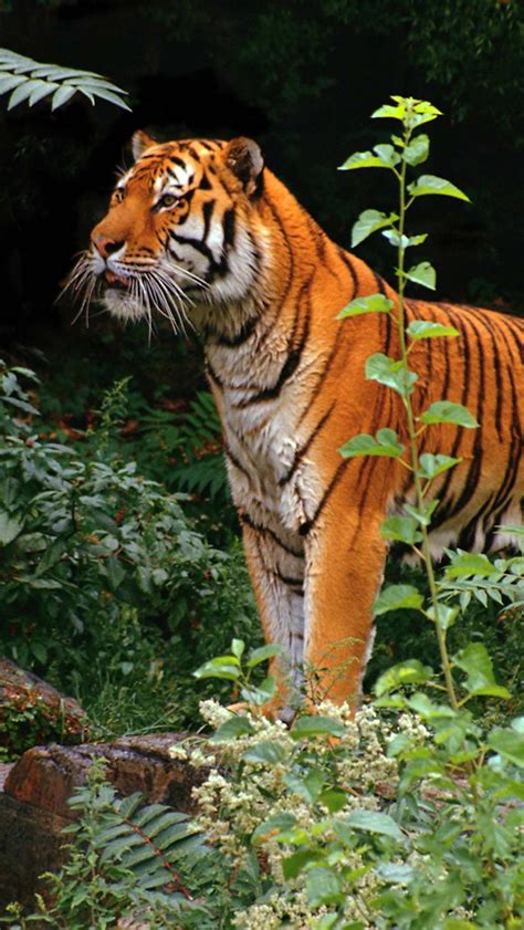 Tiger in jungle Wallpaper for iPhone 11, Pro Max, X, 8, 7, 6 - Free ...