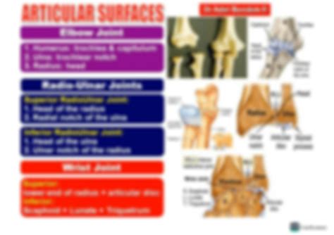 Solution Elbow Radioalner And Wrist Joints Studypool