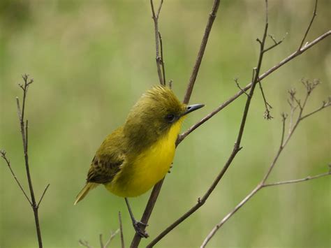 Doradito Oliváceo El Infiernillo Las aves de mi país Argentina