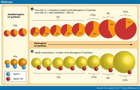 Apolipoprotein B (Apo B) — GT Health