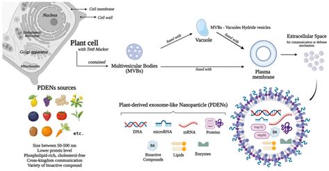 Sources Biogenesis And Contents Of Plant Derived Exosome Like