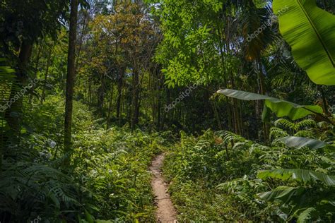 Sendero Estrecho A Trav S Del Bosque Tropical Con Palmeras Pl Tanos