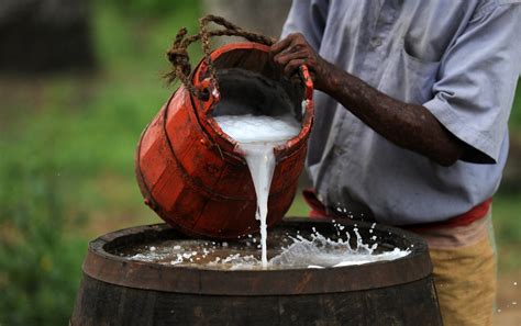 How Palm Wine Is Made In Ghana An African Favorite Beverage