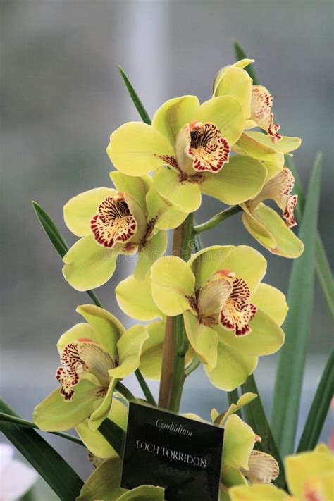 Yellow Cymbidium Orchid Stock Photo Image Of Blossom 1576284