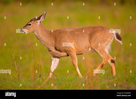 Black tailed deer redwood forest hi-res stock photography and images ...