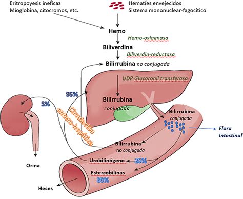 Bilirrubina Medición y utilidad clínica en la enfermedad hepática