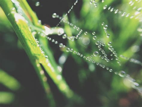 Free Images Water Nature Grass Branch Drop Dew Sunlight Leaf