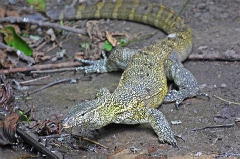 Nile Monitor Megafauna Parks W Palearctic Inaturalist