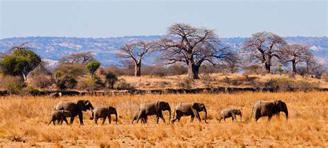 Best Tanzania safari tours | Best Tanzania safari tours | tanzania