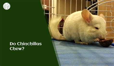 Do Chinchillas Chew? Understanding Chinchilla Chewing Habits