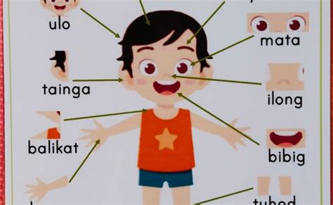 Parts Of The Body Chart Filipino Tagalog Laminated Educational Chart Rainy Weathers