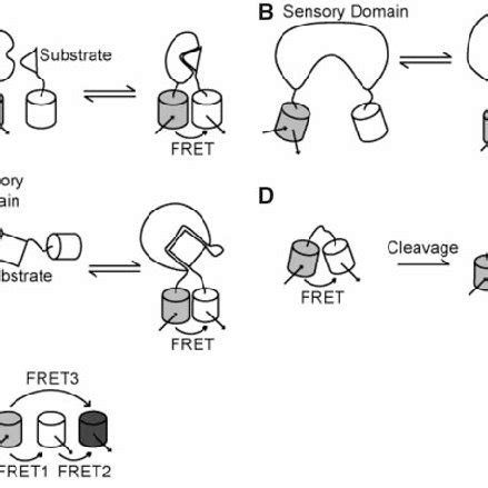 Schematics Showing Common Fret Biosensor Constructs White Cylinders