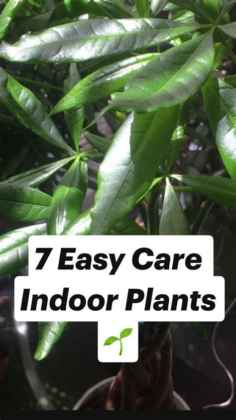 7 Easy Care Indoor Plants 🌱 | Easy care indoor plants, Indoor plant ...