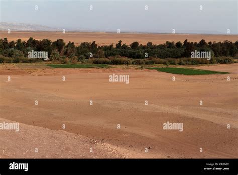 oasis in sahara desert Stock Photo - Alamy