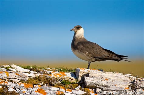 Arctic Skua - Burrard-Lucas Photography