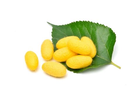 Premium Photo Yellow Silkworm Cocoons With Green Mulberry Leaf Isolated