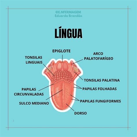 Anatomia Da L Ngua Anatomia Da L Ngua Tecnico Em Enfermagem Anatomia