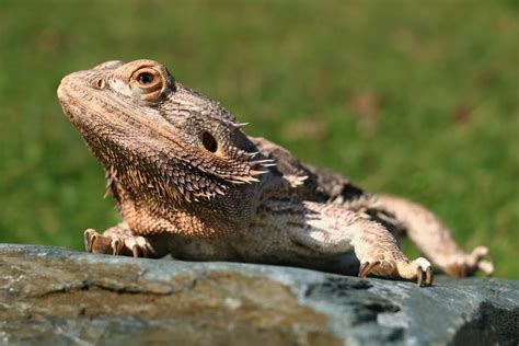 Les Pogonas Le Monde Des Reptiles