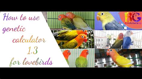 Genetic Calculator How To Use Genetic Calculator For Lovebirds