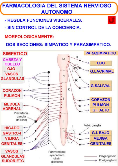 Adrener Resumenes De Apoyo Universitario Farmacologia Del Sistema