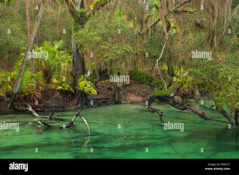 West Indian Manatee Trichechus Manatus In Blue Spring Run Blue