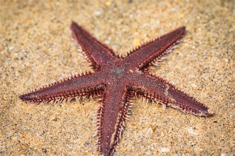 Starfish Lying On Sand Starfish Lying On The Sand On The Beach Stock