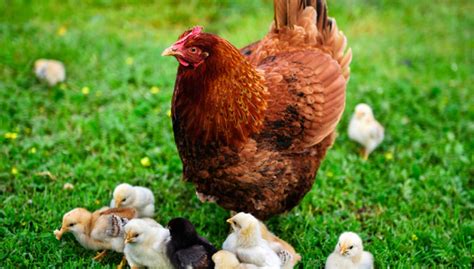 15 Red Chicken Breeds You Should Know About