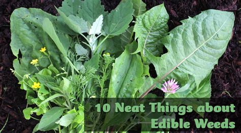 Edible weeds - Canada's Local Gardener magazine