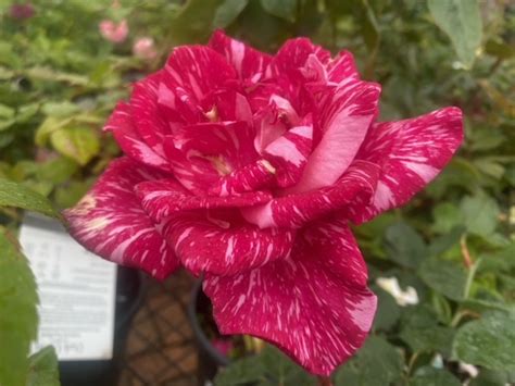 Rose Candy Stripe 3ft Standard 250mm The Garden Feast