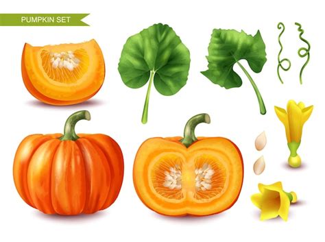 Iconos De Calabaza Realistas Con Semillas De Frutas Cortadas Y Hojas