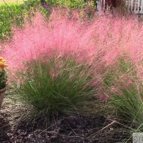 Pink Muhly Grass Seeds 200 Seeds