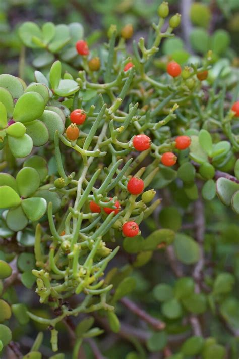 Climbing Rootthug From Waters Meeting Nature Reserve Port Alfred