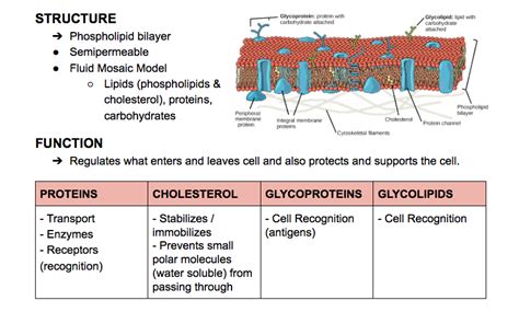 Membrane Structure Function Diagram Quizlet