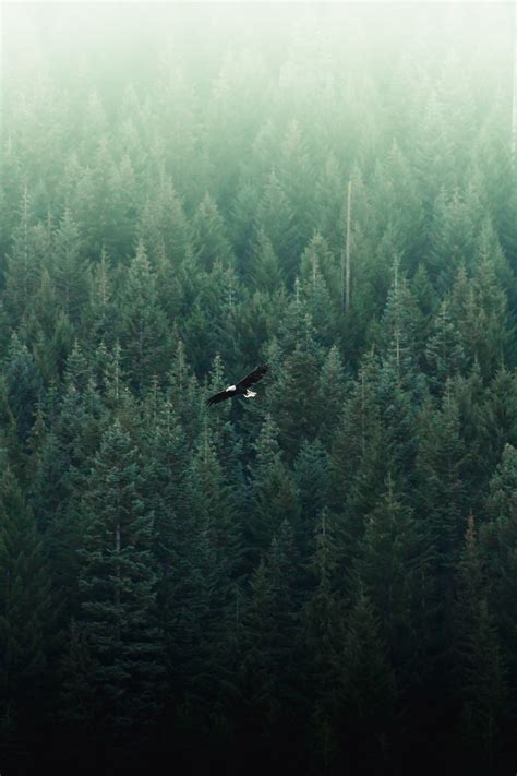 Eagle Flying Forest Free Photo On Pixabay Pixabay