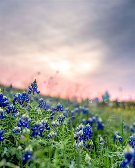 Bluebonnet Wallpapers (44+ images inside)