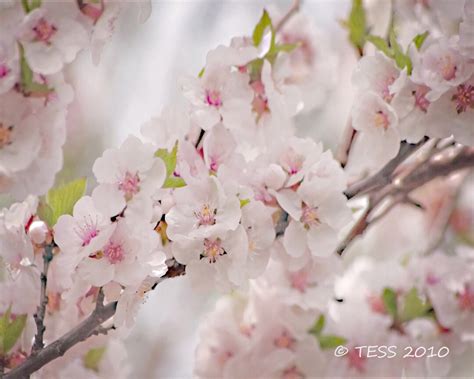 Cherry Blossoms Photography Print Spring Photography - Etsy